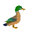 birds duck-NitsaPap