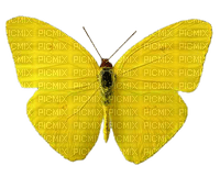 buterfly - PNG gratuit