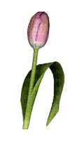 Flowers Tulips - bezmaksas png