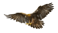 aguila - Free PNG
