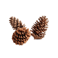 pine cones Bb2 - bezmaksas png