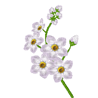 çiçek.ub - Ilmainen animoitu GIF
