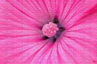 fleur rose hanakuro - png gratuito