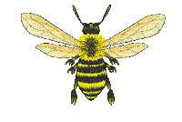 bee/пчела - Gratis geanimeerde GIF
