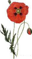 poppy flowers bp - Zdarma animovaný GIF