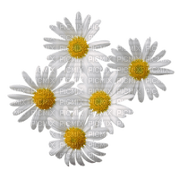 daisy flower - 免费PNG