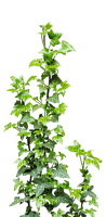 plant ivy sunshine3 - бесплатно png
