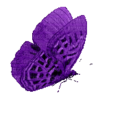 ♡§m3§♡ 8fra butterfly animated  purple - Animovaný GIF zadarmo