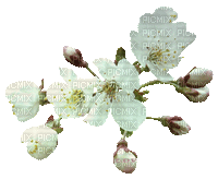 flowers flower branch spring  gif_printemps_fleurs fleur branche tube - Бесплатный анимированный гифка