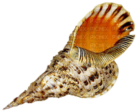 shells katrin - δωρεάν png