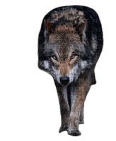 Loup brun - ücretsiz png