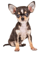 Chihuahua - фрее пнг