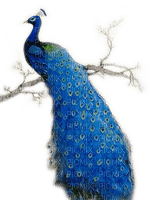 Rena blue Bird Vogel Pfau Peacock - kostenlos png