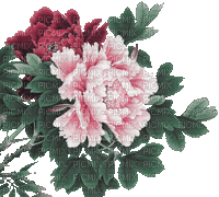 soave deco flowers animated oriental branch - GIF animado gratis