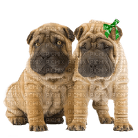 dog-chien-amis-animaux - PNG gratuit