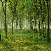 Rena Wald Hintergrund - gratis png