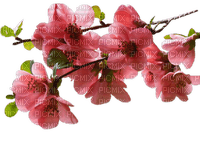 blommor-flowers-pink--rosa - безплатен png