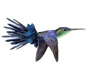 Humming Bird 03 - Darmowy animowany GIF