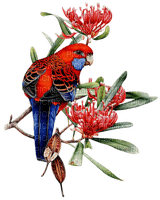 Птица на  ветке - PNG gratuit