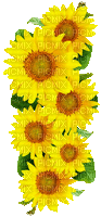 Animated.Sunflowers.Yellow - By KittyKatLuv65 - Bezmaksas animēts GIF