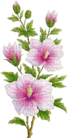 Hibiskus, Blumen - δωρεάν png