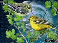 uccello - GIF animado grátis