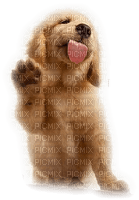 patymirabelle chien - безплатен png