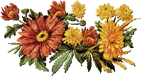 Chrysanthemum - autumn flower, gif, Pelageya - GIF animé gratuit