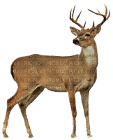 Hirsch, deer - png gratuito