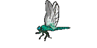 dragonfly katrin - GIF เคลื่อนไหวฟรี