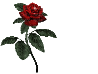 RED DANCING ROSE - Free animated GIF