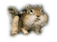 squirrel ecureuil - бесплатно png