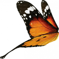 Butterfly- pages -2 - darmowe png