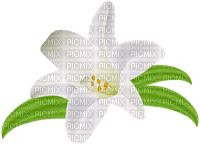 White Lily Flower - bezmaksas png