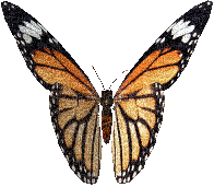 mariposa glitter  dubravka4 - GIF animé gratuit