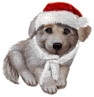 Christmas. Dog. Winter. Leila - png gratuito