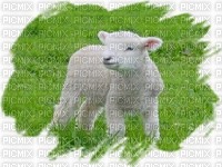 mouton - gratis png
