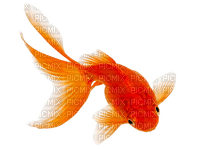 fish   Bb2 - PNG gratuit