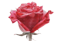 red rose - nemokama png