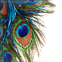Peacock feather - Free animated GIF