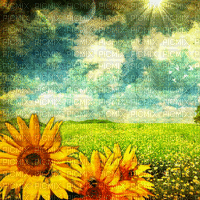 Background Sunflower Field - Бесплатный анимированный гифка