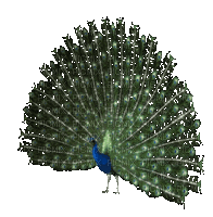 VanessaVallo _crea-animated peacock - GIF เคลื่อนไหวฟรี