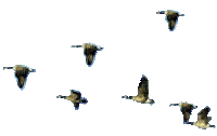 Geese Flying png - GIF animé gratuit