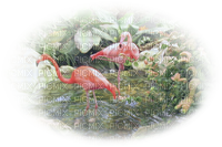 loly33 flamant rose - 無料png
