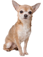 Hund, Chihuahua - Безплатен анимиран GIF