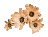 apricot-flowers - 無料png