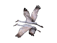 Птица - Gratis animeret GIF