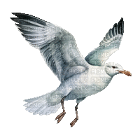 ♡§m3§♡ seagull coastal summer animated - Besplatni animirani GIF