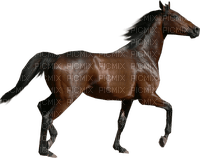 häst-----horse - ingyenes png