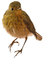 kikkapink autumn bird orange brown - PNG gratuit